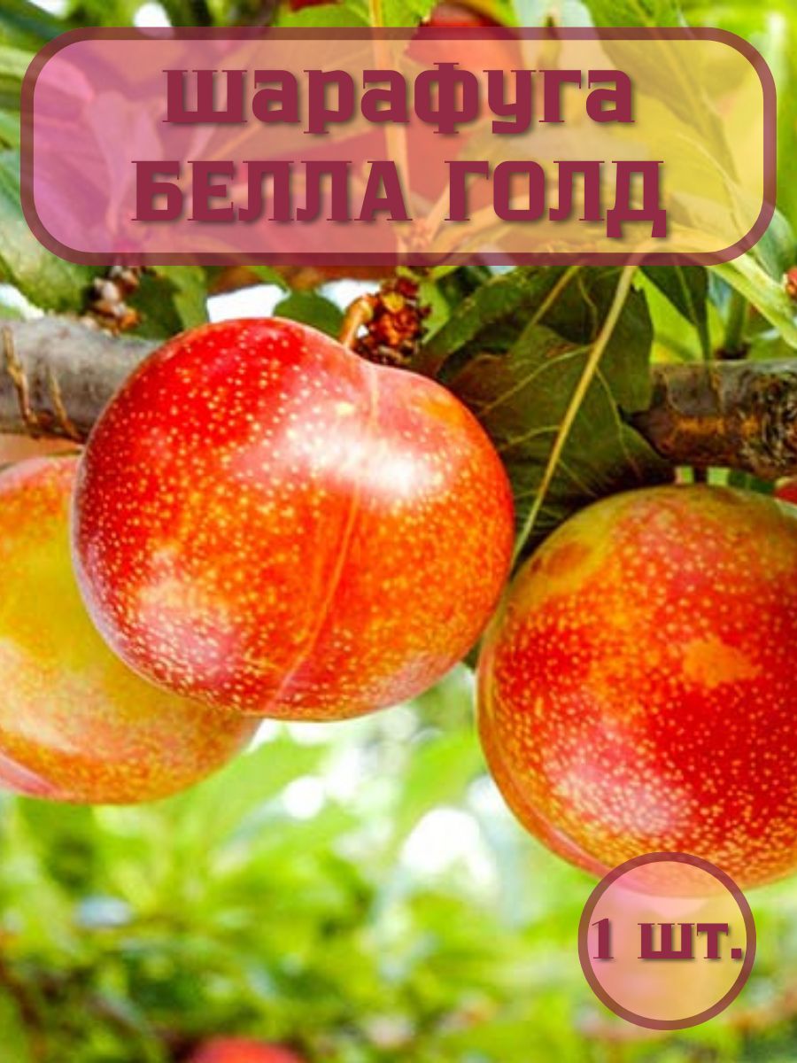 Шарафуга Белла Голд