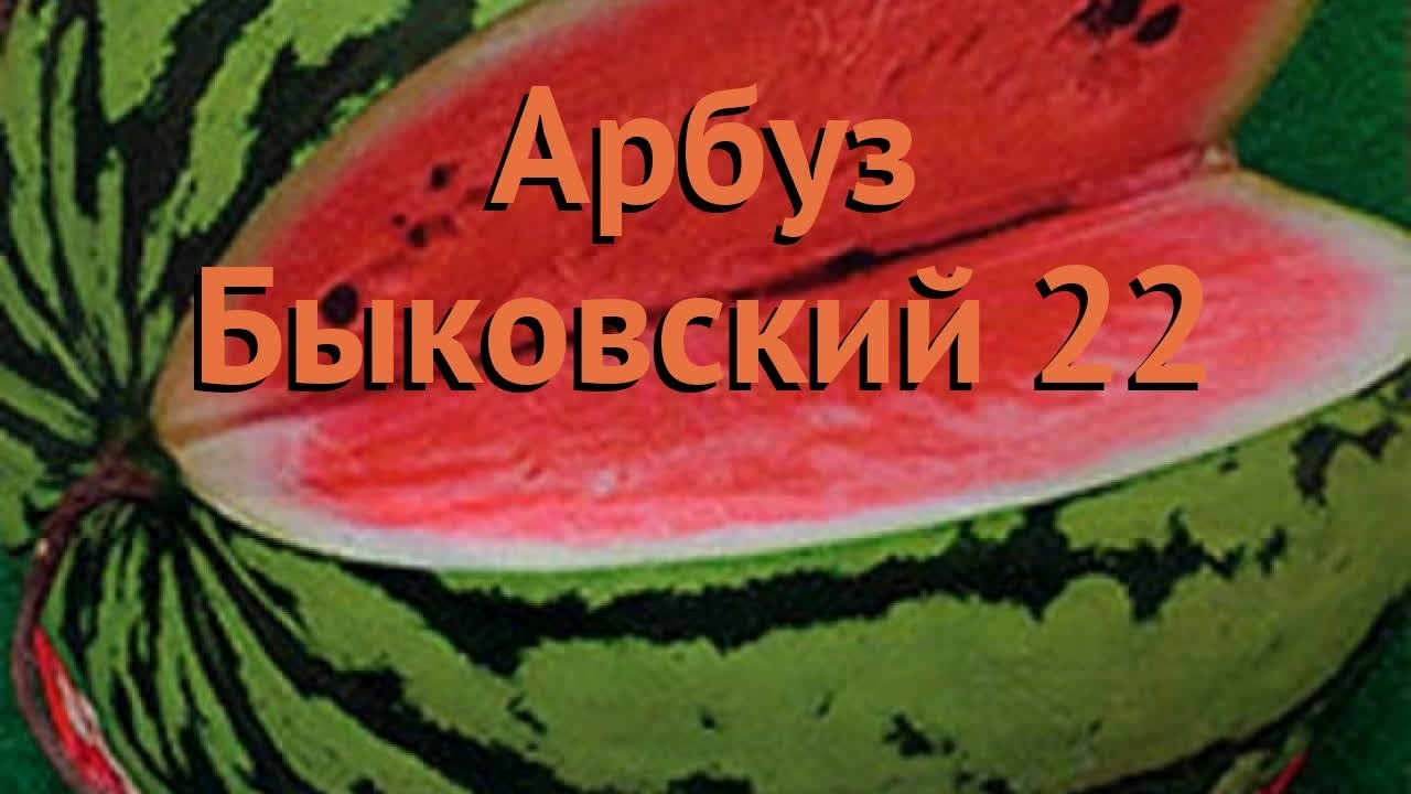 Семена Арбуз Быковский 22